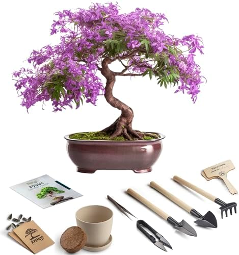 Bonsai Starter Kit – 1x Jacaranda Bonsai Tree | Complete Indoor Starter Kit for Growing Plants with Tools & Planters – Gardening Gifts for Women & Men