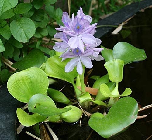 Floating Plants for Water Gardens and Ponds (Water Hyacinth) (Water Hyacinth, 3, Count)