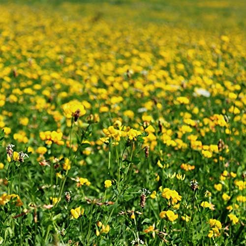 Outsidepride Perennial Birdsfoot Trefoil Seed - 5 lbs Nitrocoated, Inoculated, Winter Hardy, High Protein Forage Legume Seeds for Pasture, Hay, Silage Production & Livestock Grazing