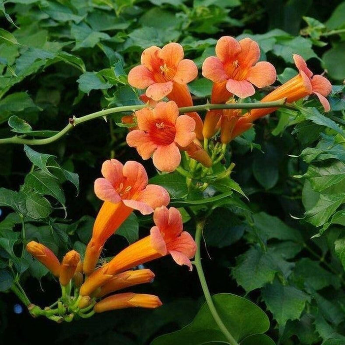 Trumpet Vine - Campsis Radicans Perennial Bare Root Live Garden Plant