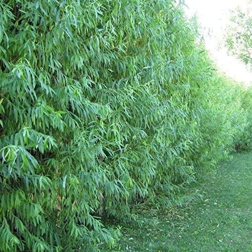 50 Hybrid Willow Tree Cuttings to Grow - Fastest Growing Tree in The World - Fast Privacy Hedge, Shade Trees - Grow Aussie Willow Trees