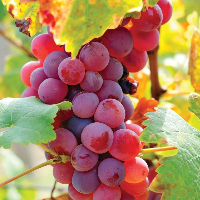 Red Grape Vine Plant Live for Planting, Bunch Grape Plant Live Grape Tree 1 to 2 Years Old, Grape Fruit Tree for Planting