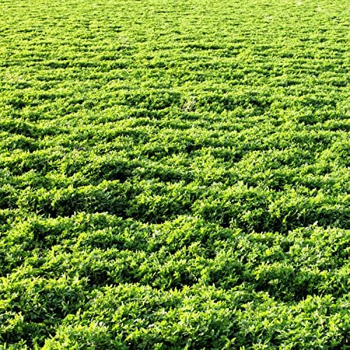Outsidepride Perennial Alfalfa Seeds for Planting - 1 lb High Yield, Nitrocoated, Inoculated Winter Hardy Forage Legume Seeds for Growing Lush Green Grass Lawns, Pastures, & Hay for Livestock