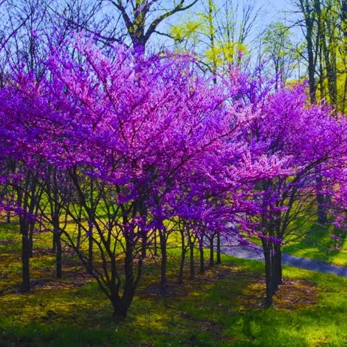 5 Eastern Redbud Tree Live Plants, 12 to 18 Inc Tall Red Bud Trees Live Plants, Redbud Tree Seedlings, Cold Hardy, Dormant, No Leaf, No Pot