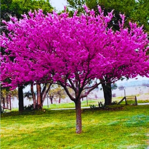 Bundle 5 Eastern Redbud Trees Plant Live, 12 to 18 Inc Tall, Dormant, Eastern Redbud Trees Live Plants, Red Bud Trees Live Plants, Redbud Tree Seedlings Bare Root for Planting