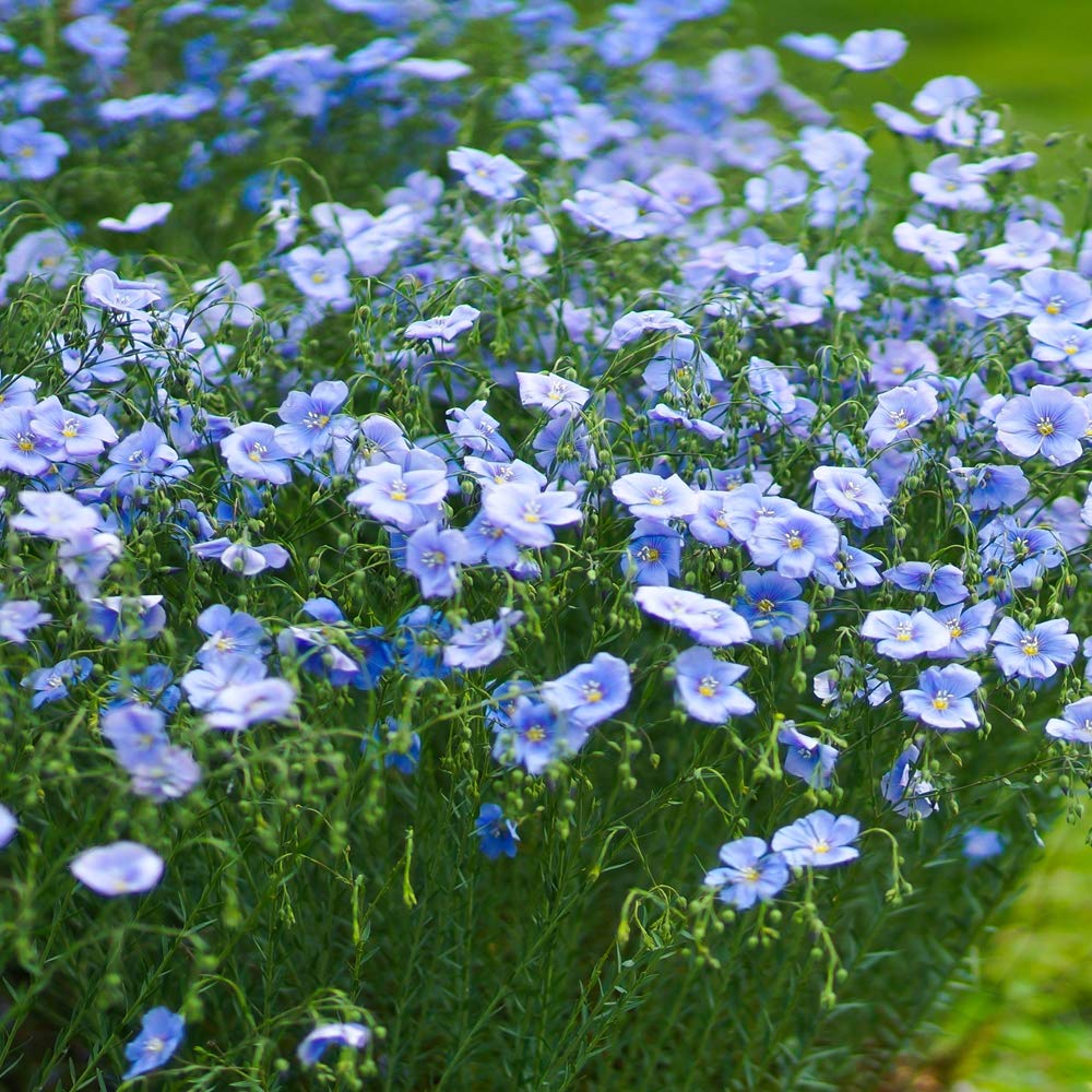 Garden Seeds