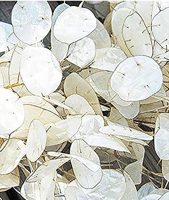 Marde Ross & Company - 150 Seeds Lunaria - Money Plant Seeds - Marde Ross & Company