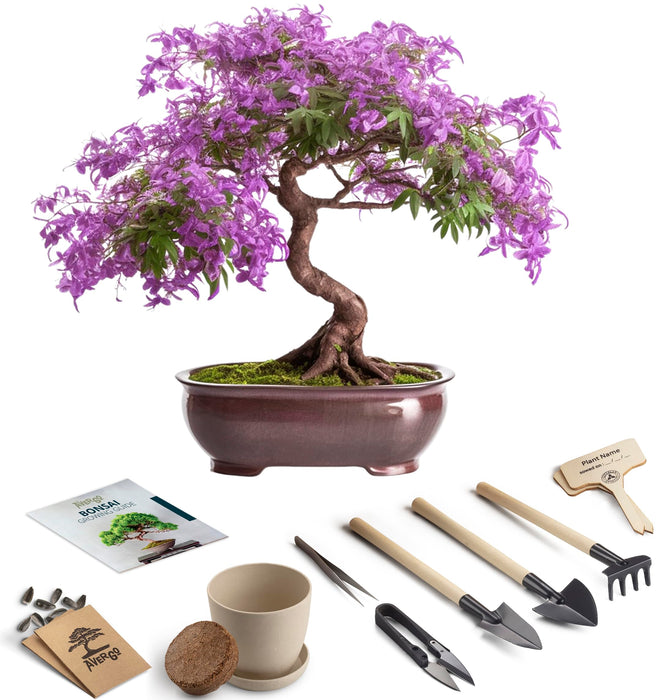 Bonsai Starter Kit – Growing Jacaranda Bonzai Tree from Seeds | Complete Indoor Tree Kit for Growing Plants with Tools & Planter – Gardening Gifts for Mother, Women & Men