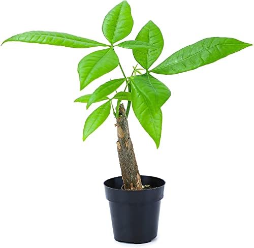 live-money-tree-plant-pachira-aquatica